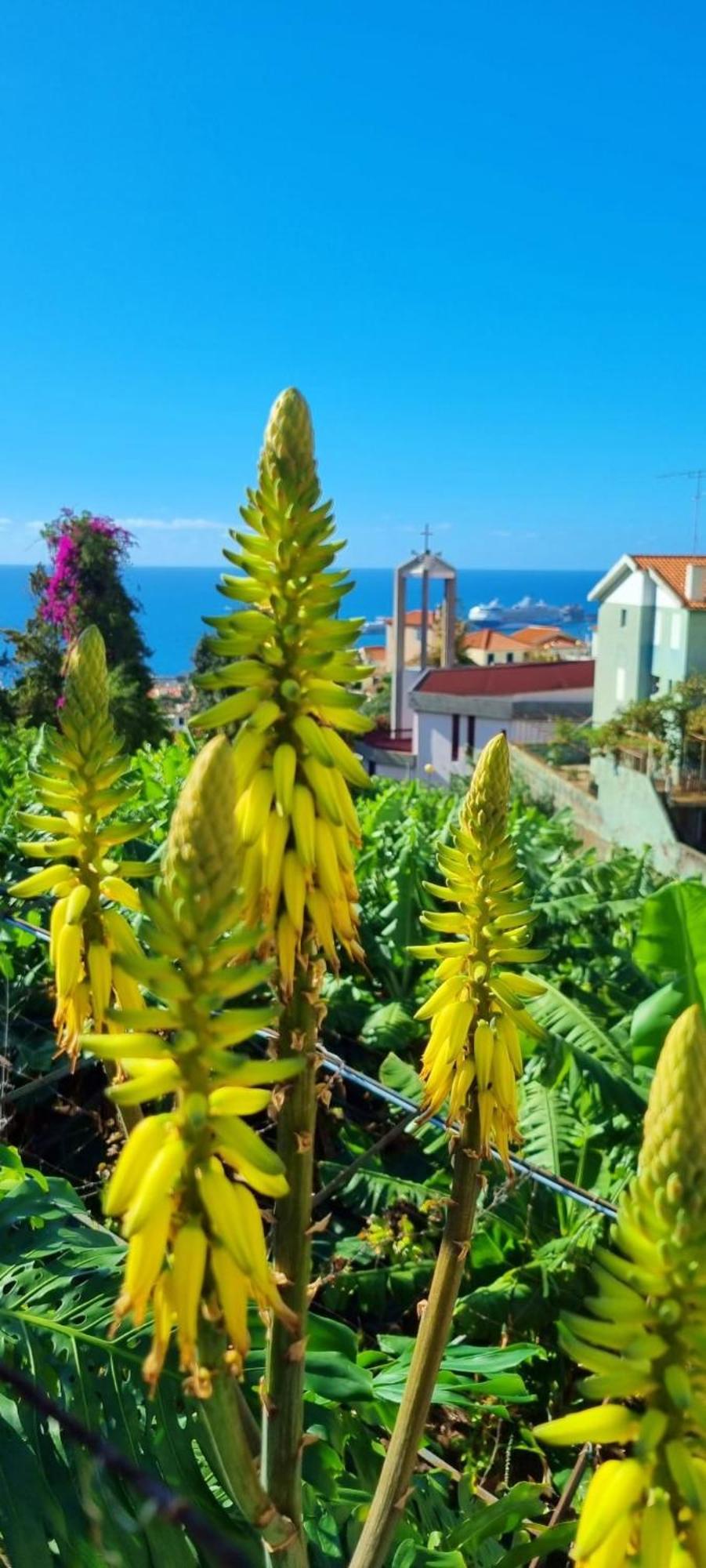 Villa Catanho Funchal  Buitenkant foto